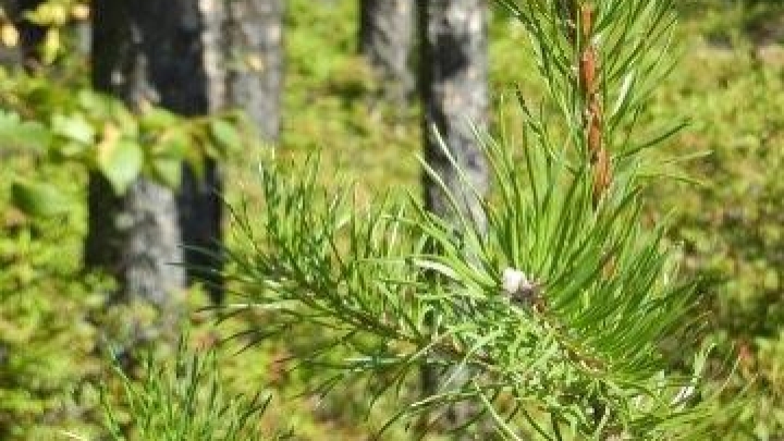 Programme d'aménagement durable des forêts (PADF) - Les organisations de la Mauricie invitées à déposer des projets