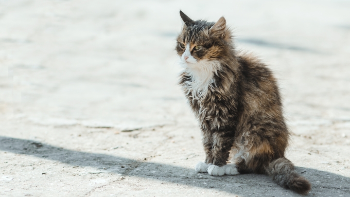 Problématique de chats errants et de leucémie féline