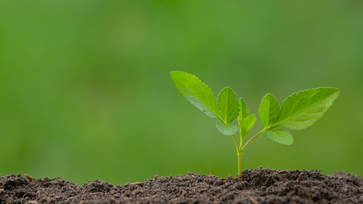 Distribution gratuite de plants d'arbres du 12 au 14 mai