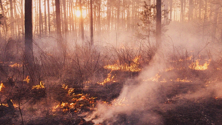 Journée porte ouverte sur la lutte contre les feux de forêt