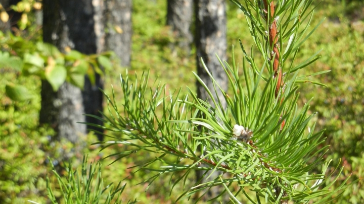 Programme d'aménagement durable des forêts (PADF) - La Tuque lance un appel de projets à toute la Mauricie