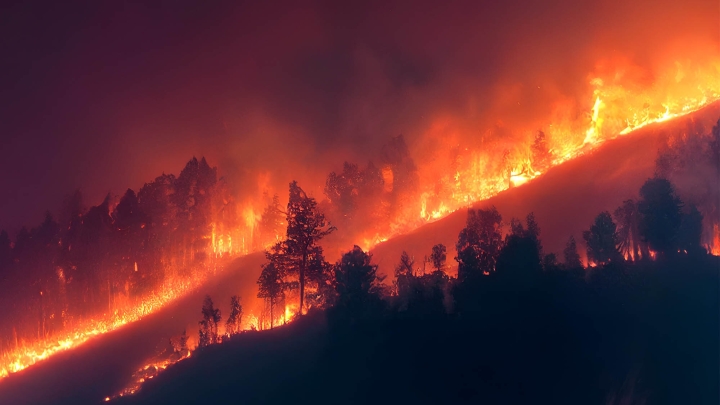 Votre résidence est située à proximité de la forêt et est donc exposée aux risques de feux de forêt? Profitez de nos conseils!