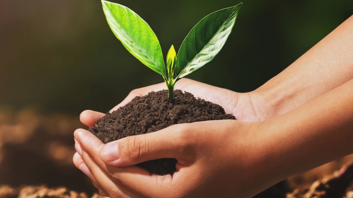 Distribution gratuite de plants d'arbres