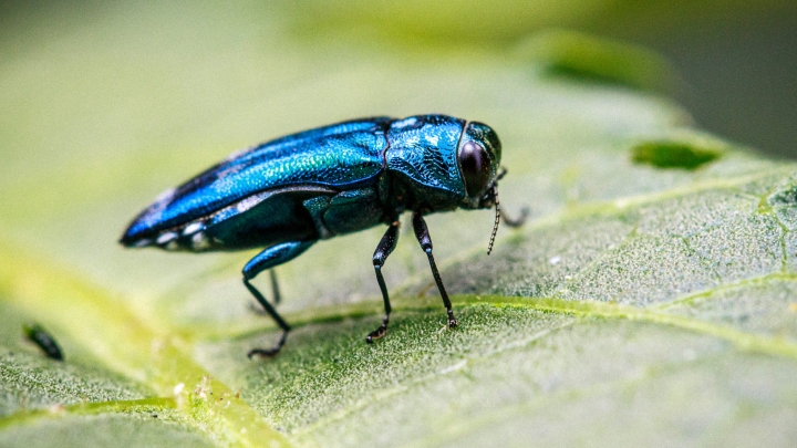 Présence de l'agrile du frêne confirmée : La Tuque invite ses citoyens à une soirée d'information mardi
