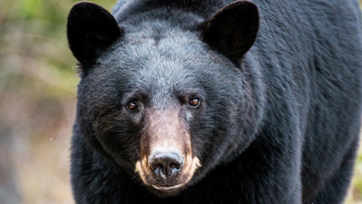 Présence signalée d'un ours au quartier Bel-Air