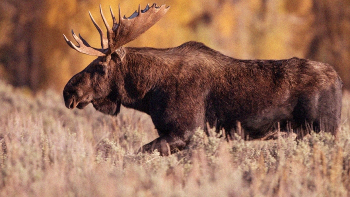 Festival de chasse : ôte ta cravate et mets ta chemise à carreaux