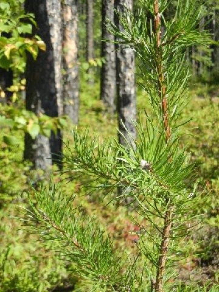 Programme d'aménagement durable des forêts (PADF) - Les organisations de la Mauricie invitées à déposer des projets
