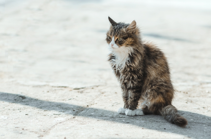 Problématique de chats errants et de leucémie féline