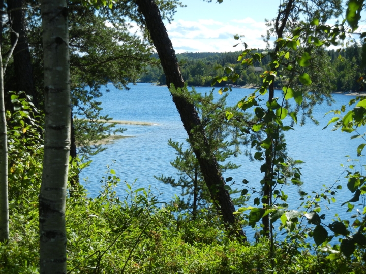Protégez vos berges et commandez des végétaux pour votre bande riveraine