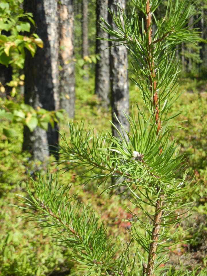 Programme d'aménagement durable des forêts (PADF) - La Tuque lance un appel de projets à toute la Mauricie