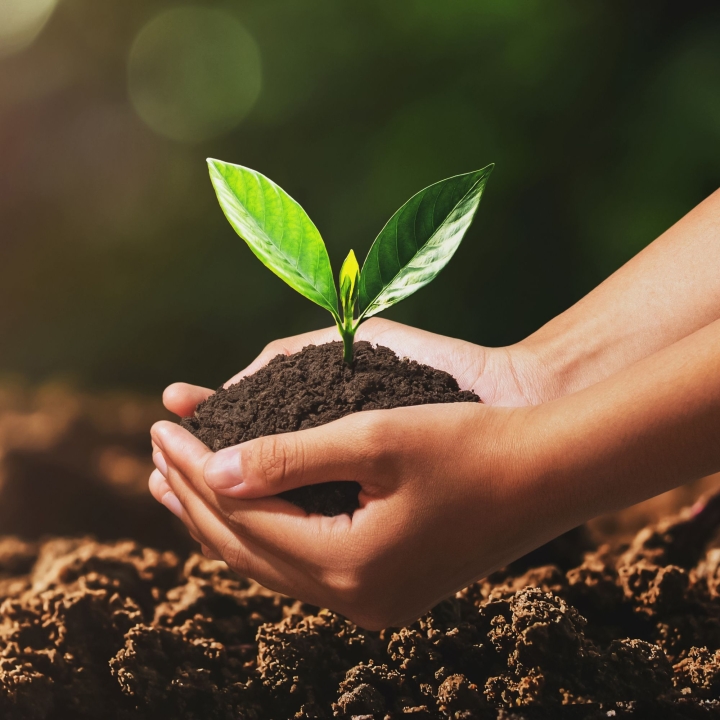 Distribution gratuite de plants d'arbres