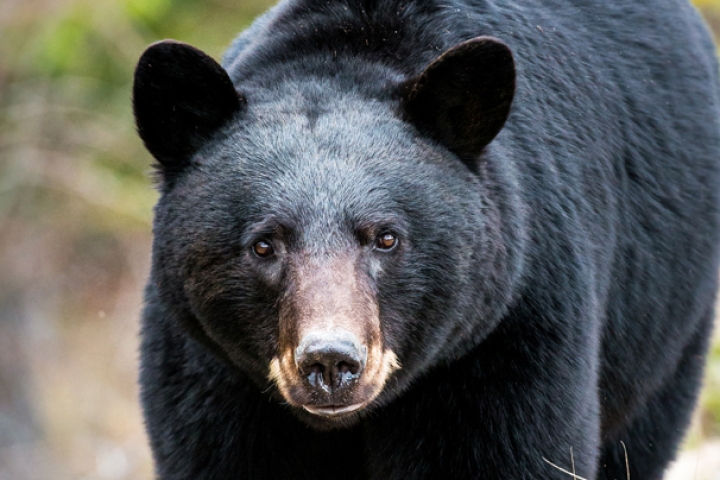 Présence signalée d'un ours au quartier Bel-Air