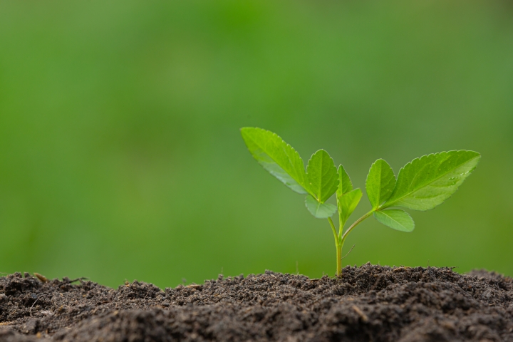 Distribution gratuite de plants d'arbres du 12 au 14 mai