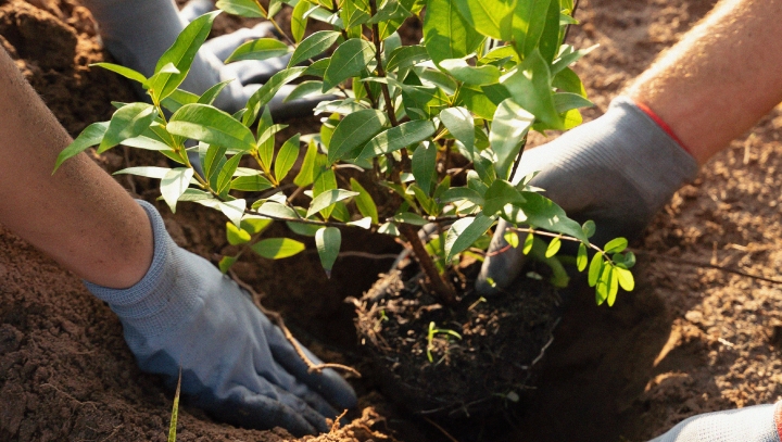 Distribution gratuite d'arbres