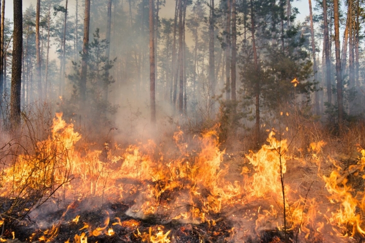 Soirée d'information sur les mesures d'atténuation contre les feux de forêt