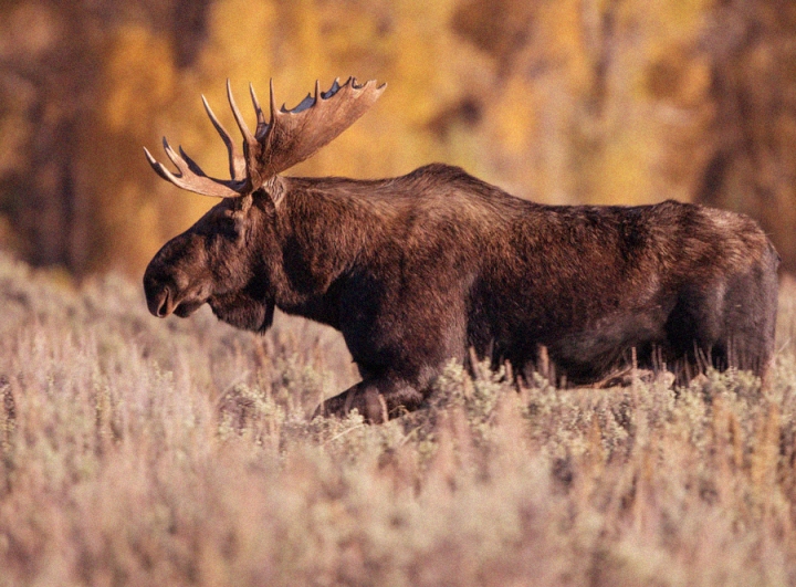 Festival de chasse : ôte ta cravate et mets ta chemise à carreaux